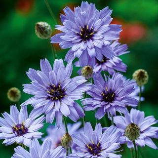 Săgeata lui Cupidon - albastră - Catananche caerulea - Flori perene vibrante - Semințe proaspete