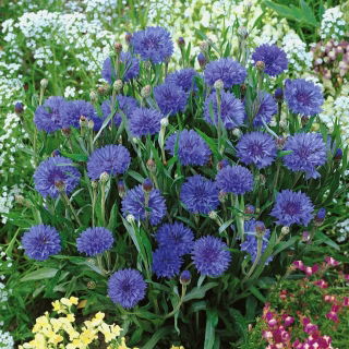 Zwerg Kornblume - Blau - Centaurea cyanus nana - Kompakter Sommercharme in Blau - Samen