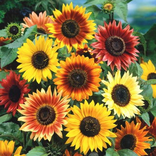 Solros - Autumn Beauty - Helianthus annuus - Livfulla, höga blommor - Färska frön