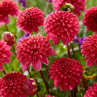 Dahlia - 'Alyshia'