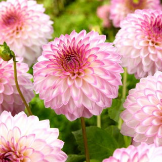 Dahlia - 'Arbatax'