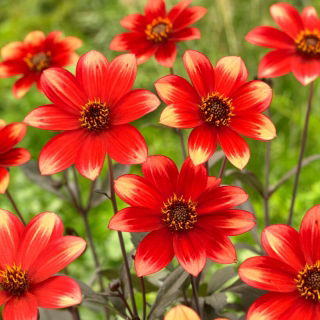 Dália - Dahlia - Bicolore - Nagy kiszerelés - 10 db