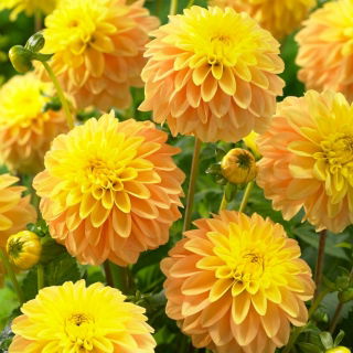 Dahlia - 'Bocherell'