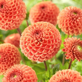 Dahlia - 'Cornel Brons'
