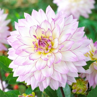 Dahlia - Crazy Love - GIGA Pack! - 50 pcs