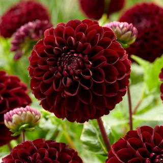 Dahlia - Dark Spirit - pom-pom flowered - GIGA Pack! - 50 pcs