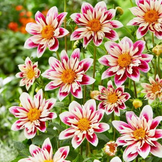 Dahlia - 'Fashion Monger'