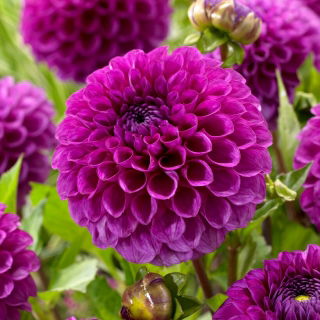 Dahlia - Jowey Nina - GIGA Pack! - 50 pcs