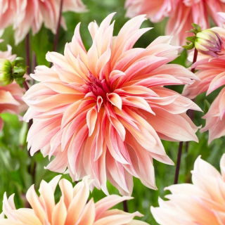 Dahlia - 'Labyrinth'