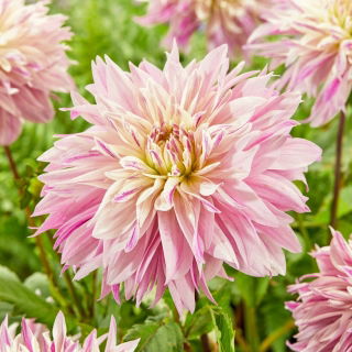 Dahlia - Labyrinth Twotone