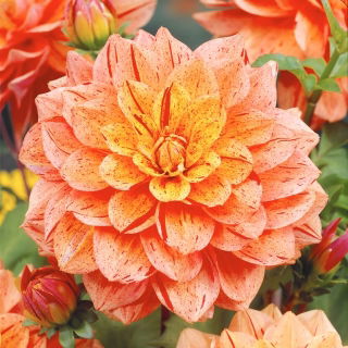 Dahlia - Nonette