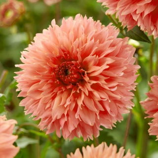 Dahlia - Orange Fubuki - Large Pack! - 10 pcs