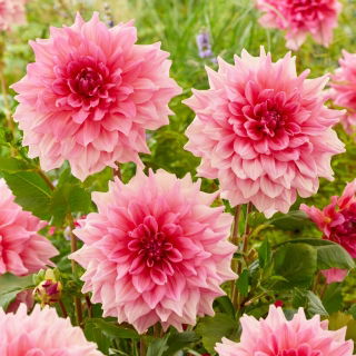 Dahlia - 'Otto's Trill'