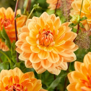 Dahlia - Rancho