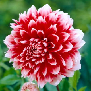 Dália - Dahlia - Red and White Fubuki - Nagy kiszerelés - 10 db