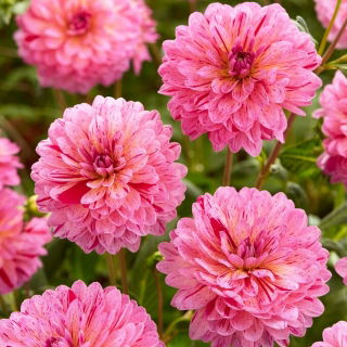 Dahlia - Tropical - Large Pack! - 10 pcs