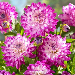 Dahlia - Who Dun It - Large Pack! - 10 pcs