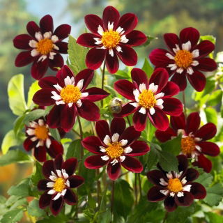 Dahlia - 'Mary Eveline'