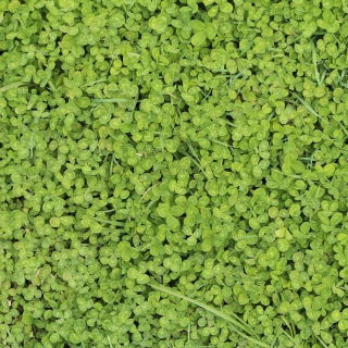 Hvidkløver 'Euromic' - 500 g frø (Trifolium repens)