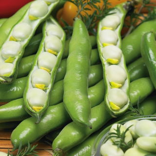 Fave - Bolko - Vicia faba - 500 g - Alta resa, baccelli di grandi dimensioni - Semi Freschi