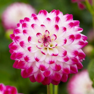Dahlia - Uncle Hankey