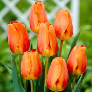 Tulpe - "Lighting Sun" - 5 Stk