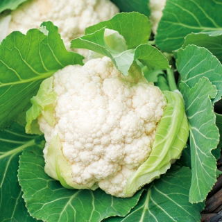 Coliflor - Igloo - Cosecha temprana, fácil de cultivar - Semillas frescas