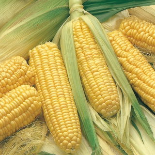 Csemege kukorica - Złota Karłowa - 500 g - Korai törpe fajta édes, lédús csövekkel - Friss vetőmagok