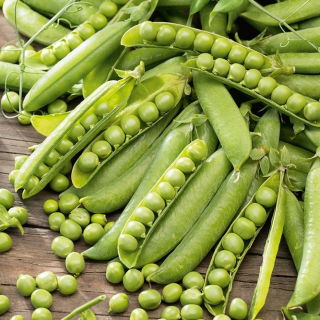 Erwt - Cud Kelvedonu - Pisum sativum - zaden