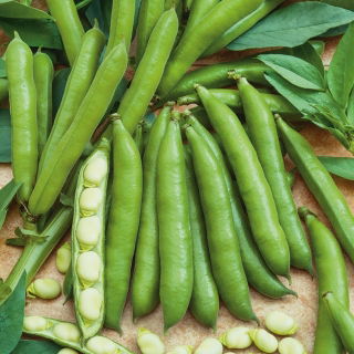 Haba - Hangdown Biały - Vicia faba - 500 g - Múltiples vainas, variedad de alto rendimiento - Semillas frescas
