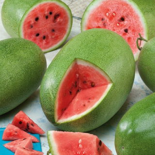 Watermelon - Charleston Gray - Large, Sweet, and Juicy Fruit - Fresh Seeds