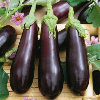 Vinete - Violetta lunga 3 - Fructe mov închis, lungi, ideale pentru preparate versatile - Semințe proaspete