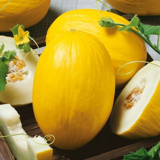 Medový melón Yellow Canary 2 - skorá, žltá, oválna, sladká a aromatická odroda - 