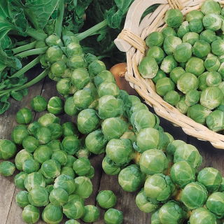 Ružičkový kel "Long Island" - dozrievanie hláv z jednej rastliny - 320 semien - Brassica oleracea var. gemmifera - semená