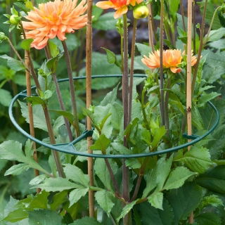 Plant support rings - ø30 - 40 cm - 3 pieces