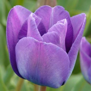 Tulip Blue – large pack! – 50 pcs