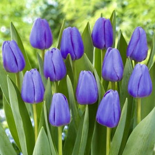 Tulipa Blue - Tulip Blue - 5 bulbs