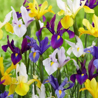 Dutch Iris Mix - 10 pcs.