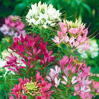 Spider Flower - Mixed - Cleome hassleriana - Stunning Height, Grows Up to 1 Metre Tall - Fresh Seeds