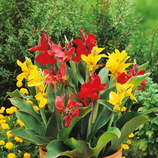 Indijska sjemenka šare - Canna indica - 5 sjemenki - sjemenke