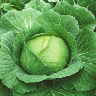 Valkokaali 'Brunswick' - 50 g siemeniä (Brassica oleracea)