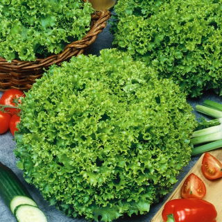 Leaf Lettuce - Lollo - Crispy & Curly Leaves for Healthy Salads! - Fresh Seeds