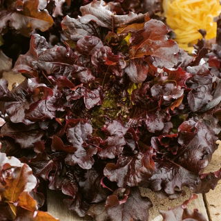 Ekbladssallat - Red Salad Bowl - Ekformade blad, smakrika och krispiga - Färska frön