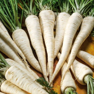 Root Parsley - Alba - Late Harvest with Excellent Taste and Aroma - Fresh Seeds
