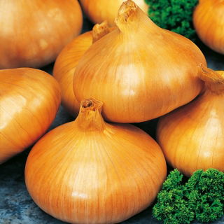 Cebula Stuttgart Giant - 100 gramov -  Allium cepa - semená