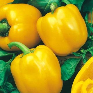 Paprika 'Tesla F1' - geel - zaden (Capsicum annuum)