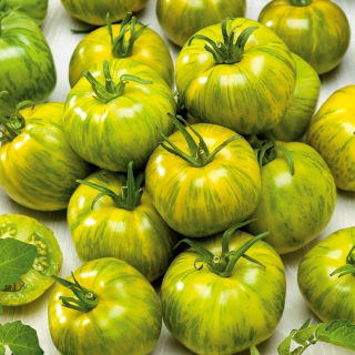 Tomate - Smarald - Rayures vertes saisissantes, sucré et juteux - Graines fraîches