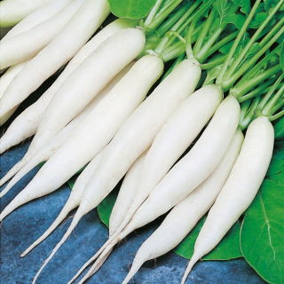 Ravanello - Rampouch - Delicatezza bianca e piccante - Semi Freschi