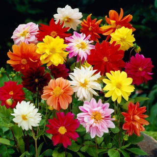 Dahlia 'Unwin Mix'