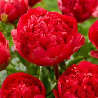 Peonia, Paeonia „Command Performance” - piantina